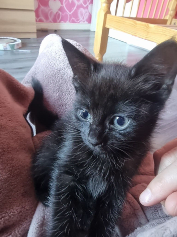 Kitten 12 weeks old