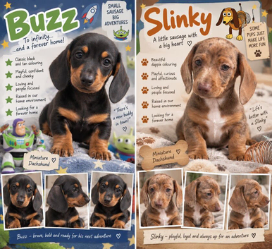 To infinity and beyond! 2 mini dachshund puppies left
