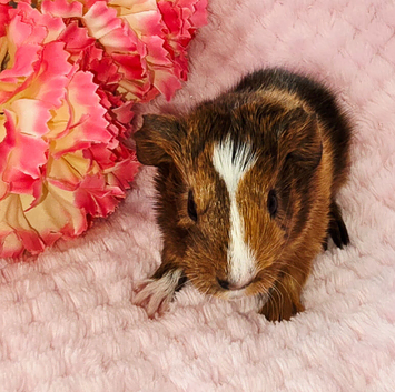 Baby sow available