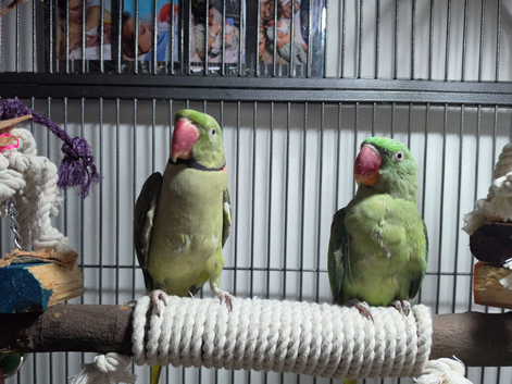 Breeding pair of alexandrian parrots