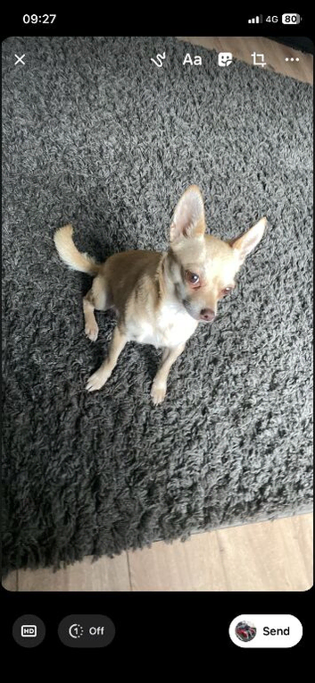 Chihuahua
