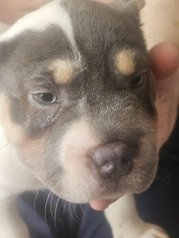 Frenchie