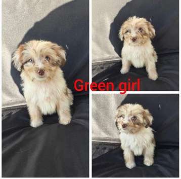 Aussiedoodles
