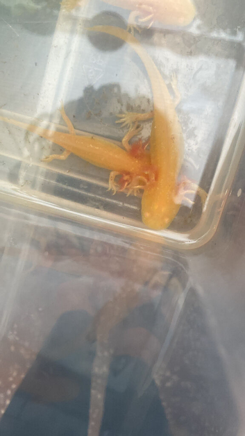 AXOLOTLS MIXED