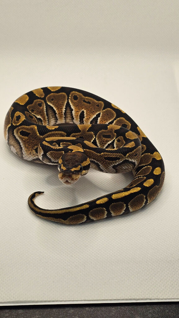 Special 100% het Axanthic TSK