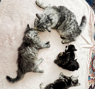 Kittens British longhair and An American Shorthair