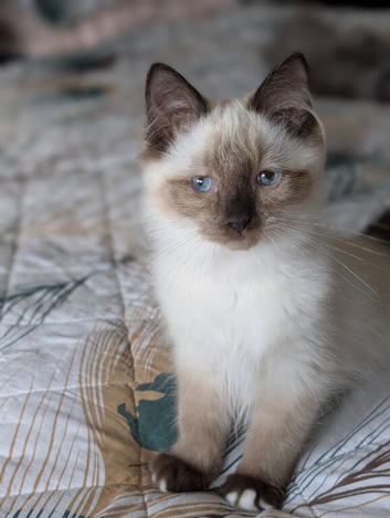 Gorgeous Seal Mitted Ragdoll Boy