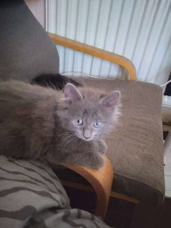 Two male kittens