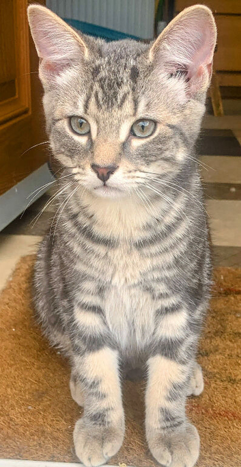 For Sale 1 Gorgeous Grey Tabby Boy Kitten