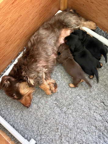 Stunning Silky Wire Haired Dachshunds