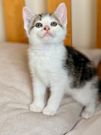 Adorable Kittens Looking for Loving Homes