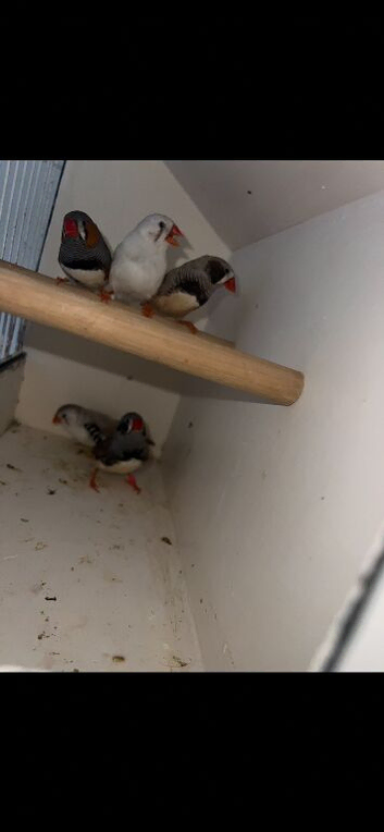 Zebra finch