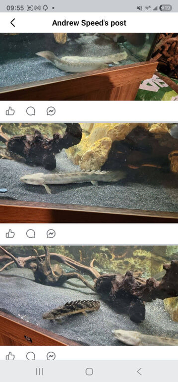 Bichirs for sale