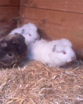 Swiss girls and boys available!