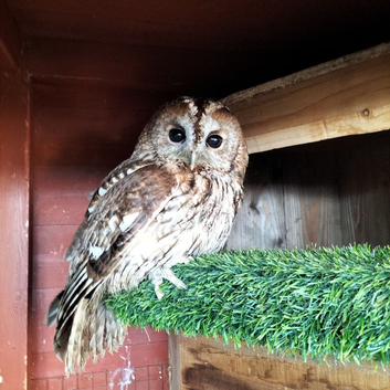 3 x Tawny Owls for Sale