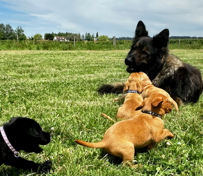 Beautiful Black & Red/Yellow Pure Breed Labrador Puppies For Loving Family/Working Homes