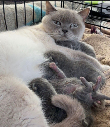 Stunning BSH kittens READY NOW!