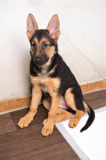 german shepherd puppies for sale ASAP!!
