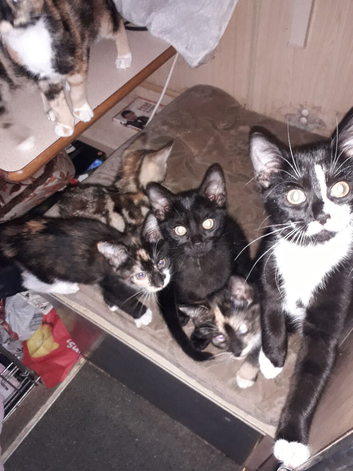 Georgours kittens looking for there forever homes