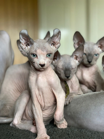 Amazing Sphynx