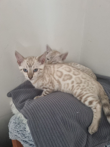 Pedigree bengal kittens