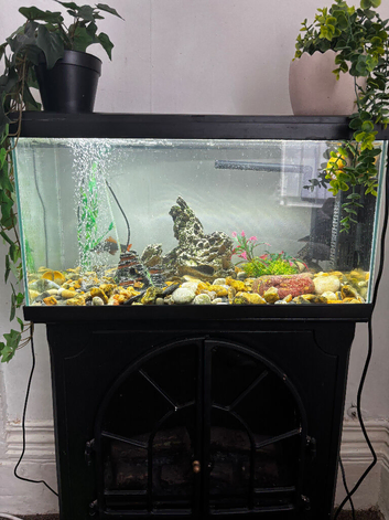 Fish tank with fish