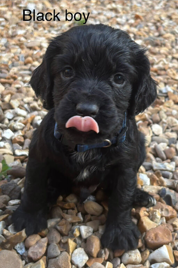 Cocker Spaniel Puppies