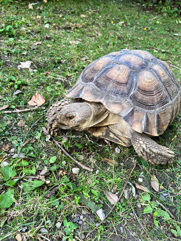 Sulcata tortoise
