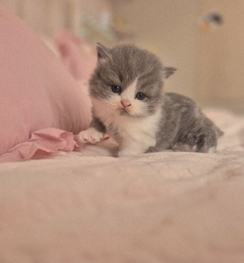 Stunning pedigree British short/longhair kittens