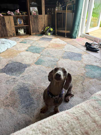 Dachshund girl for sale