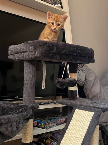 Beautiful kitten