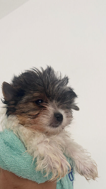 Miniature girl Biewer terrier ready now