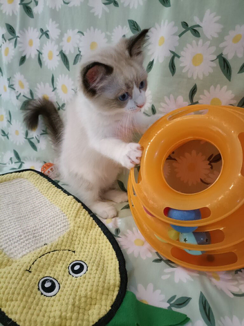 Active kittens of Champion Status dad