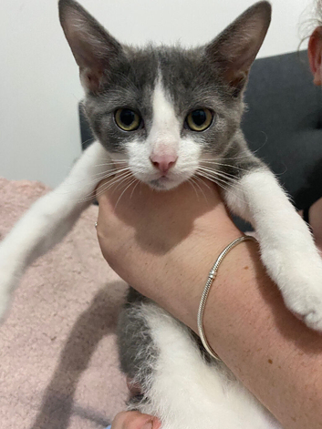 Grey & white female kitten