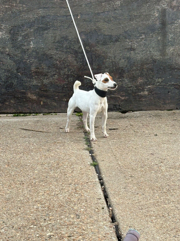 Jack Russell, girl