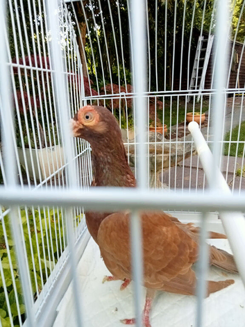pigeons english barbs