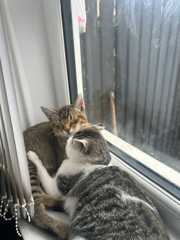 2 6 month old kittens