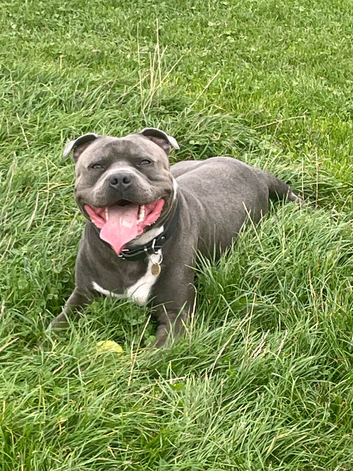 Stud Available