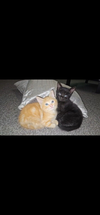4 beautiful kittens left