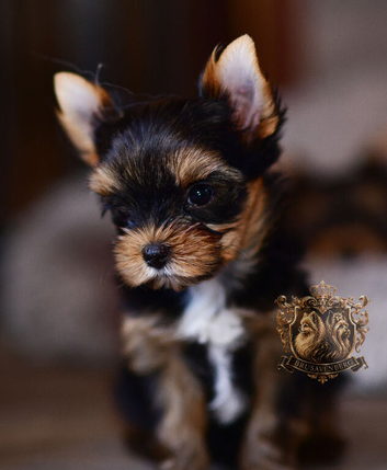 MINIATURE YORKSHIRE TERRIERS KC DNA TESTED PARENTS