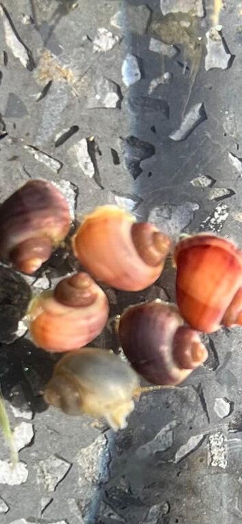 3x Mystery Snails Purple Magenta, Blue, Ivory, available, Can be Posted.