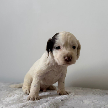 Boy cocker spaniel puppys