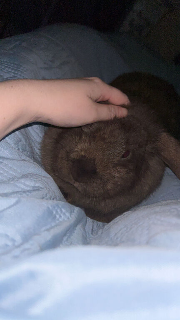 Ready to leave Delilah mini lop