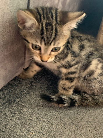 Young Female Bengal Kitten