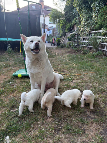 Akita Japanese