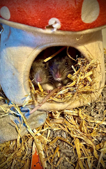 Pet rats