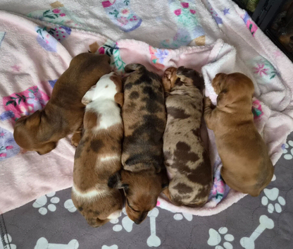 Minature Dachshunds