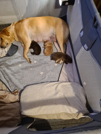 3 beautiful puppies