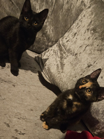 Two sisters needing a home