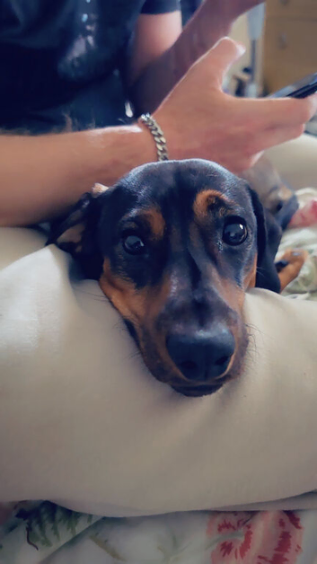 Beautiful 9 month old pup